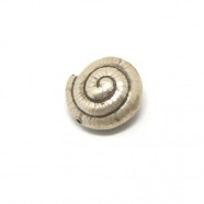 Schnecke antik fein - beidseitig gew�lbt, 925...